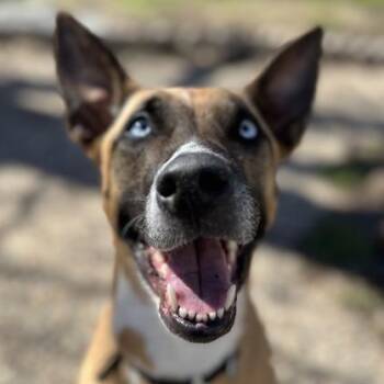 Rescue Belgian Shepherd Malinois Dogs for Adoption in Justin, Texas - Koda | PetCurious