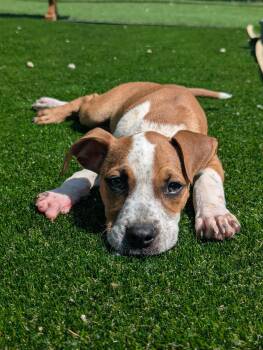 Boxer Dogs Available for Adoption in Calhoun, Georgia - Becca | PetCurious