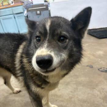 Shasta -  Husky Dog for Adoption in Corbin, Kentucky - Shasta | PetCurious