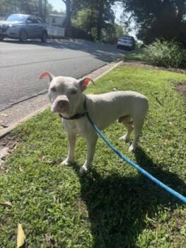 IGNACIO -  Pit Bull Terrier Dog for Adoption in Derwood, Maryland - IGNACIO | PetCurious