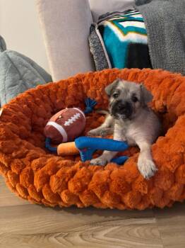 Sasquatch -  Pug and Schnauzer Dog for Adoption in Phoenix, Arizona - Sasquatch | PetCurious