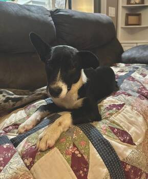 Terrier Dogs Available for Adoption - Oreo | PetCurious