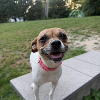 Mama Dolly -  Fox Terrier and Mixed Breed Dog for Adoption in Rockville, Maryland - Mama Dolly | PetCurious