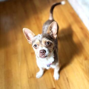 Tucker -  Chihuahua Dog for Adoption in South Riding, Virginia - Tucker | PetCurious