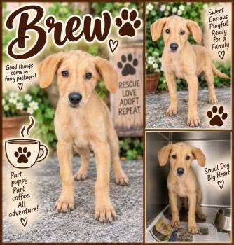 Brew -  Labrador Retriever Dog for Adoption in Sunbright, Tennessee - Brew | PetCurious