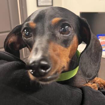 Sundae -  Dachshund Dog for Adoption in Tampa, Florida - Sundae | PetCurious