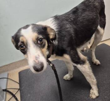 CALLIE -  Australian Cattle Dog Blue Heeler and Mixed Breed Dog for Adoption in Loveland, Colorado - CALLIE | PetCurious