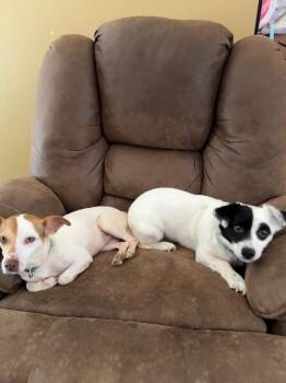 Marley -  Jack Russell Terrier and Mixed Breed Dog for Adoption in Alamo, Tennessee - Marley | PetCurious