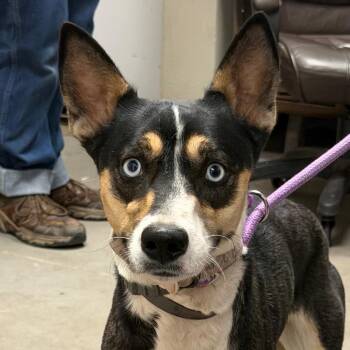 Syrax -  Australian Kelpie Dog for Adoption in Yuma, Arizona - Syrax | PetCurious