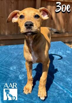Zoe -  Rhodesian Ridgeback and Mixed Breed Dog for Adoption in Magnolia, Texas - Zoe | PetCurious