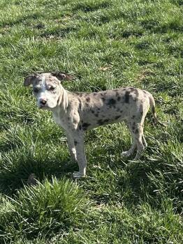 Catahoula Leopard Dog Dogs Available for Adoption - Lucille | PetCurious