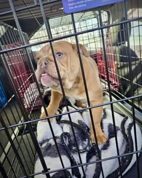 English Bulldog Dogs Available for Adoption - Nutter Butter | PetCurious