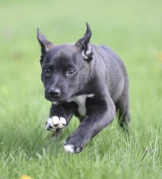 Australian Shepherd and Chihuahua Dogs Available for Adoption in Mechanicsburg, Pennsylvania - Chanel | PetCurious
