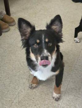 Collie Dogs Available for Adoption - Jed | PetCurious