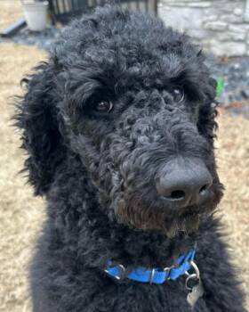 Standard Poodle Dogs Available for Adoption - Hayes | PetCurious