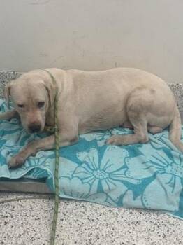Trappster -  Pit Bull Terrier and Mixed Breed Dog for Adoption in Atlanta, Georgia - Trappster | PetCurious