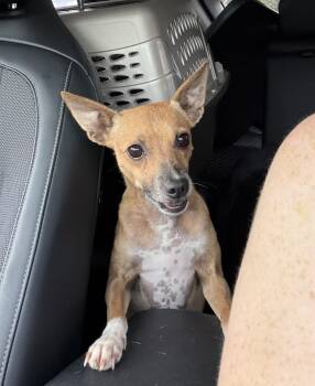 Jack -  Rat Terrier Dog for Adoption in Orlando, Florida - Jack | PetCurious