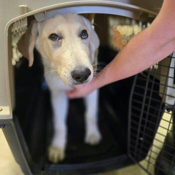 Champ -  Golden Retriever Dog for Adoption in Birmingham, Alabama - Champ | PetCurious