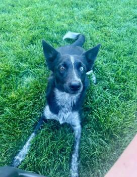 Luna -  Australian Cattle Dog Blue Heeler Dog for Adoption in Bend, Oregon - Luna | PetCurious