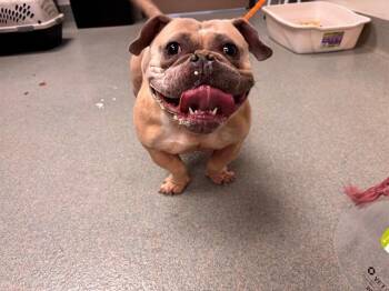French Bulldog Dogs Available for Adoption in Ontario, California - AMBER | PetCurious
