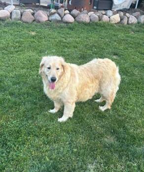 Golden Retriever Dogs Available for Adoption in West Milwaukee, Wisconsin - Kat  $600 | PetCurious