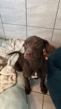 Mixed Breed Dogs Available for Adoption - Sid | PetCurious