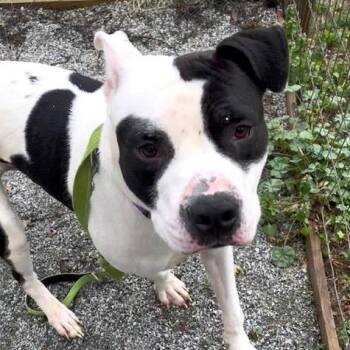Pit Bull Terrier Dogs Available for Adoption in Phoenixville, Pennsylvania - Pongo | PetCurious