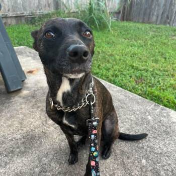 Aubrey -  Dutch Shepherd and Belgian Shepherd Malinois Dog for Adoption in Warren, Rhode Island - Aubrey | PetCurious
