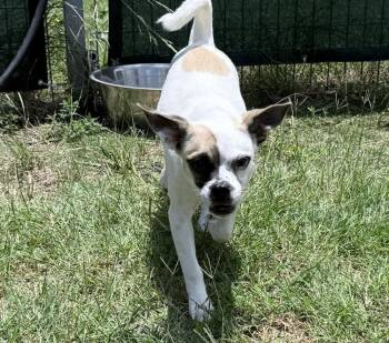 Squish -  Pug and Chihuahua Dog for Adoption - Squish | PetCurious