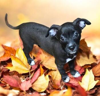 Rescue Chihuahua Dogs for Adoption in Knoxville, Tennessee - Link | PetCurious