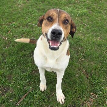 Mixed Breed Dogs Available for Adoption in Pontiac, Illinois - Lumalee | PetCurious