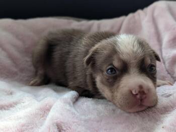 Rescue American Staffordshire Terrier Dogs for Adoption in Boise, Idaho - Coraline | PetCurious