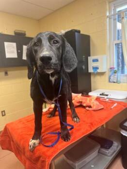 Labrador Retriever and Bloodhound Dogs Available for Adoption in Cookeville, Tennessee - MINNOW | PetCurious
