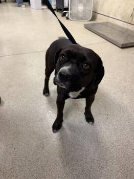 STRAWBERRY -  Pit Bull Terrier and Mixed Breed Dog for Adoption in Riverside, California - STRAWBERRY | PetCurious