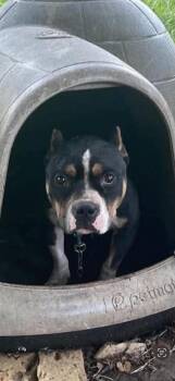 Angelo -  Pit Bull Terrier Dog for Adoption in Georgetown, Ohio - Angelo | PetCurious
