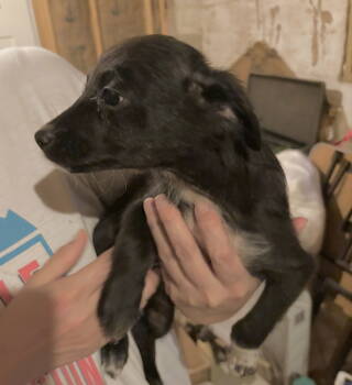 Rescue Black Labrador Retriever and Border Collie Dogs for Adoption in San Antonio, Texas - Guapo | PetCurious