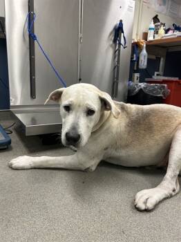 Rescue Labrador Retriever and Mixed Breed Dogs for Adoption in Doral, Florida - JONNY | PetCurious