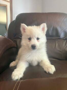 POMSKI 2 FEMALE, 1 MALE -  Pomeranian and Husky Dog for Adoption in Woodsfield, Ohio - POMSKI 2 FEMALE, 1 MALE | PetCurious