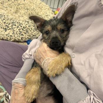 Dorset -  Mixed Breed Dog for Adoption in Wheeling, Illinois - Dorset | PetCurious