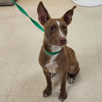 SCFL-Stray-66913 -  Mixed Breed Dog for Adoption in Lake Panasoffkee, Florida - SCFL-Stray-66913 | PetCurious