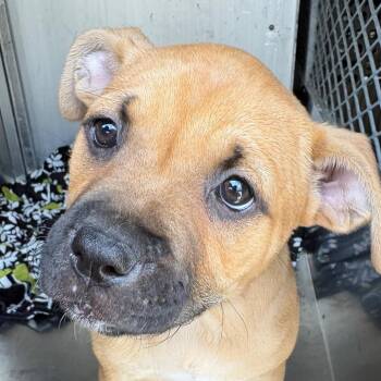 Mixed Breed Dogs Available for Adoption - Rosie | PetCurious