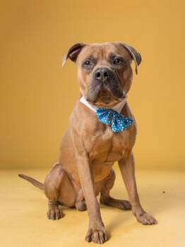 Tori -  Mixed Breed Dog Available for Adoption in Atlanta, Georgia - Tori | PetCurious