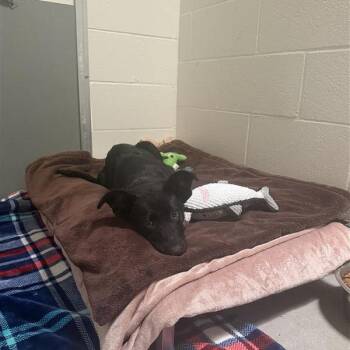 Merlot -  Black Labrador Retriever and Mixed Breed Dog for Adoption in Buellton, California - Merlot | PetCurious