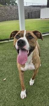 Dani -  American Staffordshire Terrier and Mixed Breed Dog Available for Adoption in Daphne, Alabama - Dani | PetCurious