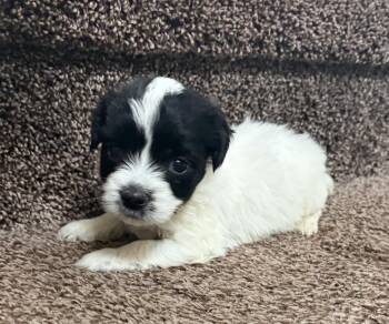Hutch -  Shih Tzu Dog for Adoption in Penryn, California - Hutch | PetCurious