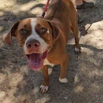 Rusty -  Mixed Breed Dog for Adoption in Allentown, Pennsylvania - Rusty | PetCurious