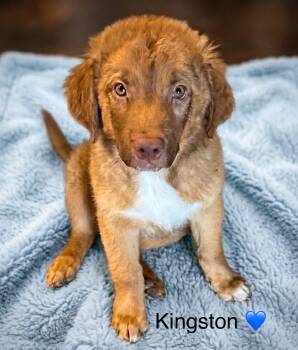 Australian Shepherd Dogs Available for Adoption in Rockwall, Texas - Kingston  | PetCurious