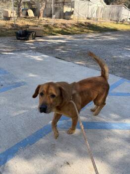 Rocky 2 -  Mixed Breed Dog for Adoption in Lawrenceburg, Tennessee - Rocky 2 | PetCurious