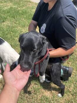 A479454 -  Australian Cattle Dog Blue Heeler and Mixed Breed Dog for Adoption in Oklahoma City, Oklahoma - A479454 | PetCurious