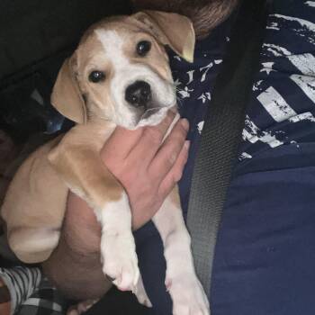 Rescue Mixed Breed Dogs for Adoption in Kenosha, Wisconsin - Willie Nelson | PetCurious